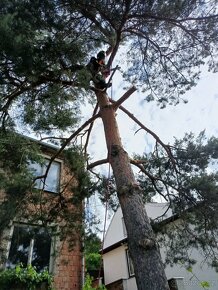 Rizikové kácení stromů - 16