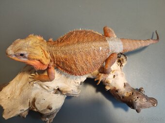 3x Agama vousatá, 3x terárium, 3x box s Blaptica dubia - 16