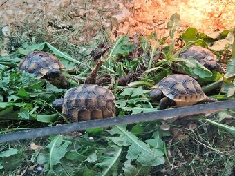 prodám mláďata želv + kompletní terárium - 16