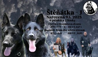Německý ovčák štěňatka s PP - 16