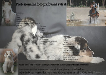 Profesionální fotografie psů - 16