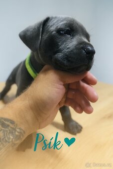 🐾 Americký stafordšírský teriér – modrá štěňátka - 16