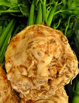 SADBA ZELENINY RAJČE, PAPRIKA, OKURKA, CUKETA.. – LZE POSLAT - 16