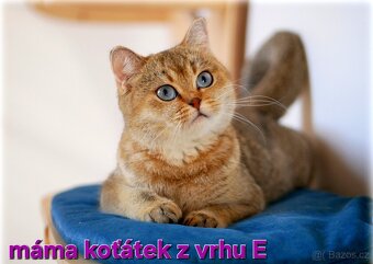 britská zlatá koťátka s PP - 16