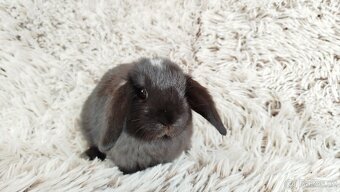 Zakrslý beránek, králíček, králík - ELLA - 16