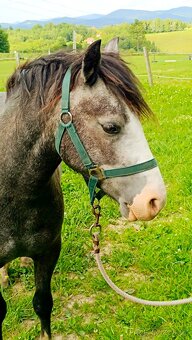 Český sportovní pony valach - 16