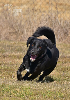 Darujeme Dastyho - 16