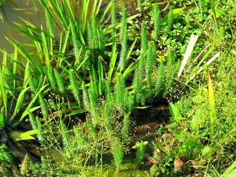 vodní rostliny bahenní rostliny - 16