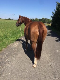 Prodám valacha American quarter horse - 16