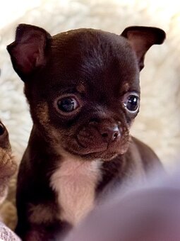 Čivava štěňátka krátkosrstá - 16