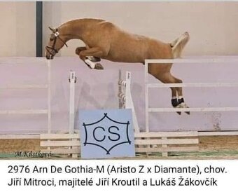 2976 Arn de Gothia-M - 16