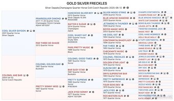 3v1 - březí klisna po grullo roan + silver chamagne hřebeček - 16