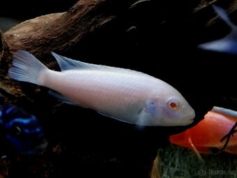 Tlamovci Malawi 22 - 16