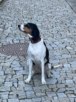 Štěně s PP ihned k odběru - 16