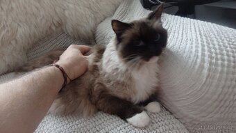mačiatka ragdoll,radgoll,predané,na predaj len dospelé mačky - 16