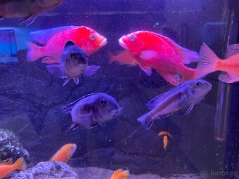 Akvarium včetně tlamovcu - 16