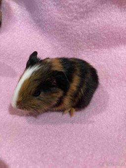 Zakrslý králíček - Červení saténoví a Lvíčci, Morčátka - 16