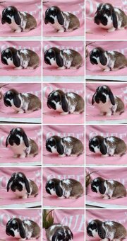 Tipový Sameček Zakrslý Beránek MiniLop - 16