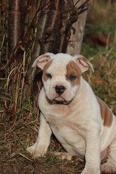 Americký stafordšírský teriér s PP pejsek SPIRIT - 16