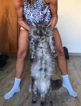 Mainská mývalí s pp - 16