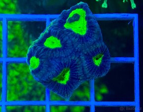 Morske koraly - Nova ponúka - 16