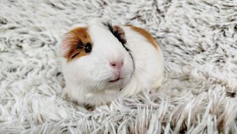Morče, Morčátko, Morčátka, Morčata - BETTY - 16