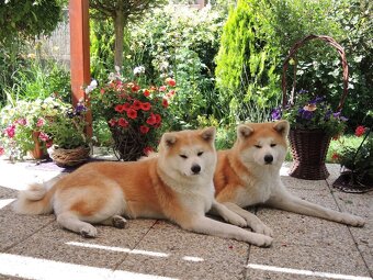 Akita inu - 16