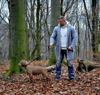 American bully - ch.s. Family Muscle Bullies - 16