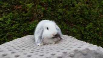 Zakrslý beránek, králíček, králík-MOLLY - 16