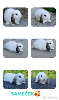 Kouzelná Miminka Anglický Zakrslý Beránek MiniLop✅ - 16