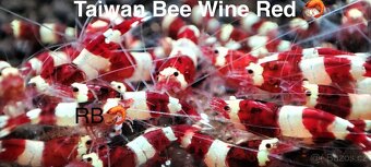 TOP PREMIUM Akva Krevetky Caridina a Neocardina - Odchovy - 16