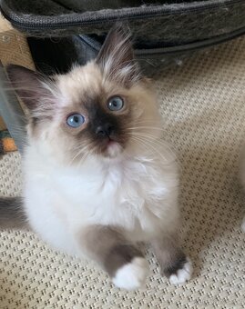 ❤️❤️Ragdoll s PP kočičky - 16