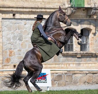 TOP klisnička PSL - 16