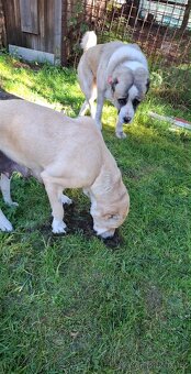 Středoasijský pastevecký pes štěňátka - 16