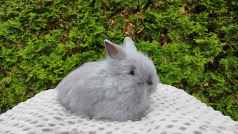 Zakrslý králík, králíček -(TEDDY)-FLORIAN - 16
