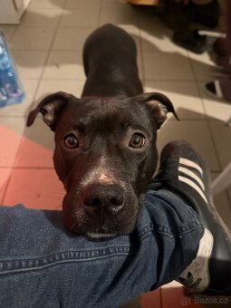 Štěňata - Americký stafordšírský teriér bez PP - 16