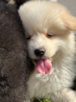 Pomsky / Pomeranian / Husky - 16