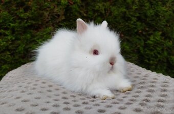 Zakrslý králík, králíček - TEDDY - ONDŘEJ a OTA - 16