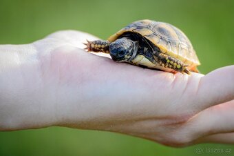 Malé suchozemské želvy + plně vybavená terária - 16