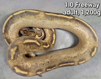 Krajta královská subadult a adult - 16