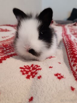 Zakrslý králík králíček - 16