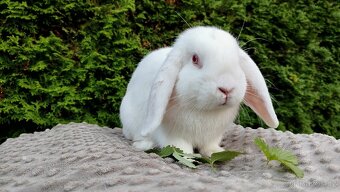 Zakrslý beránek, králíček, králík - WILLIAM - 16