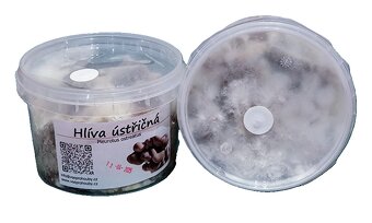 Hlíva ústřičná, plicní, modrá, žlutá, růžová, královská - 16