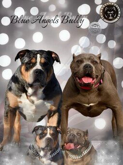 American Bully XL / XXL - 16