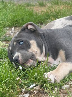 American Bully XL / XXL - 16