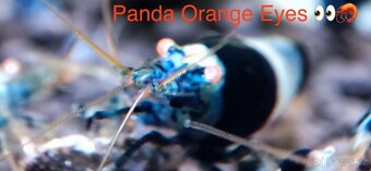 TOP AKVA KREVETKY PREMIUM Caridina a Neocaridina - Odchovy - 16