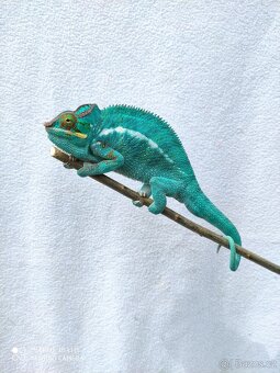 chameleon pardálí, terárium - 16