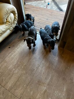Šteňatá Doberman - 16