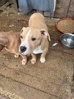 Americký stafordsirsky terier, Stafford, amstaf - 16