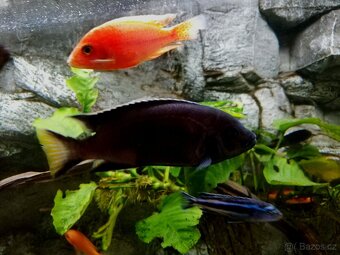 Tlamovci Malawi 20 - 16